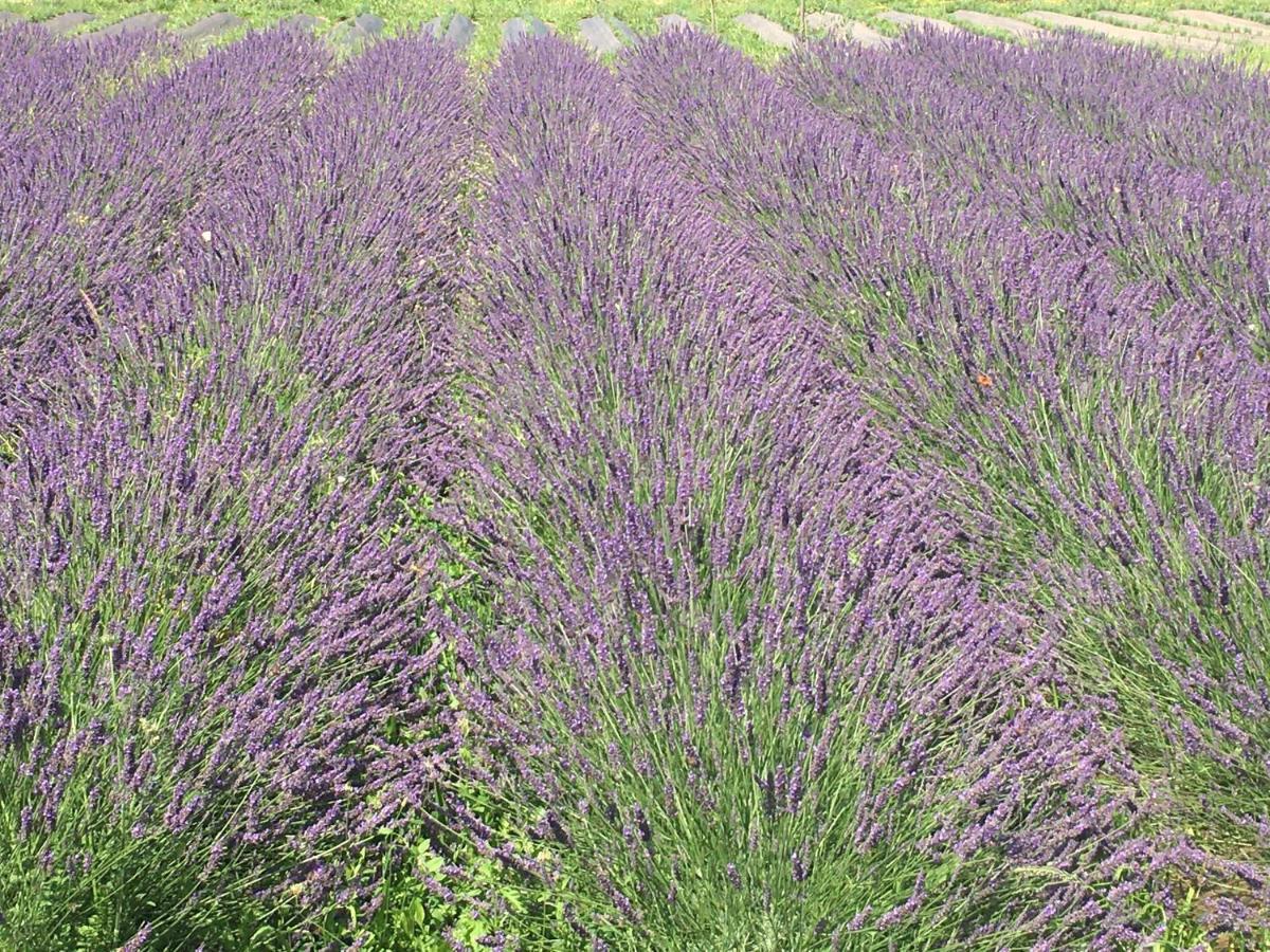 Domaine D'Elusa Вик-Фезенсак Екстериор снимка