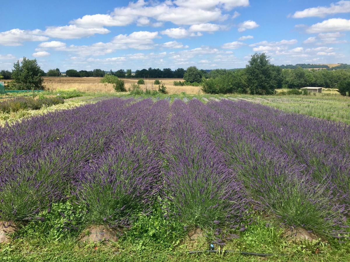 Domaine D'Elusa Вик-Фезенсак Екстериор снимка
